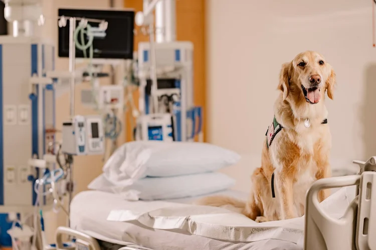 Golden Retriever therapy dog, Canine FETCH Program at Prisma Health