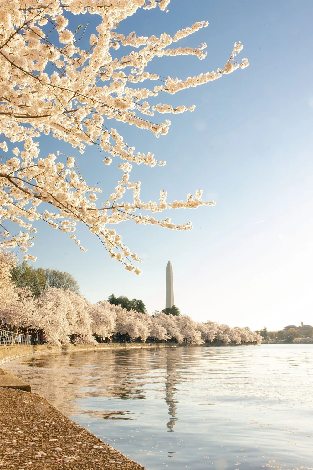 Washington DC cherry blossoms washington monument spring