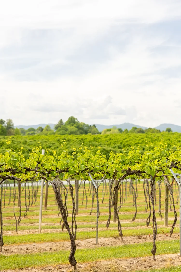 Marked Tree Vineyard, built by Cooper Construction — hospitality architecture photography by Jack Robert.