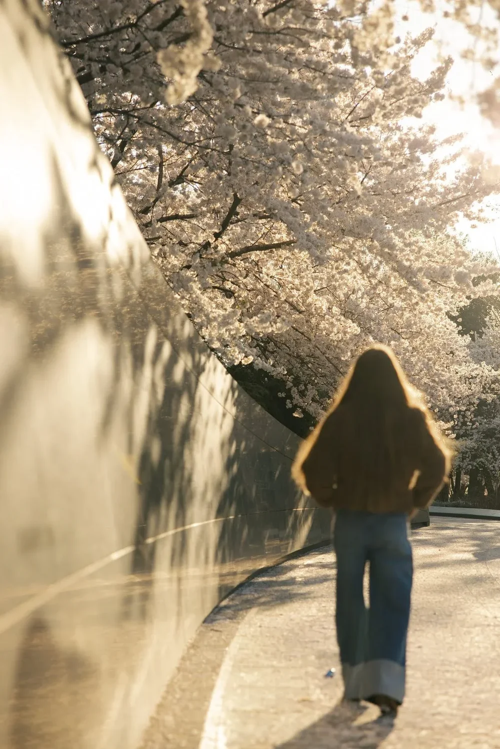 Woman walking cherry blossom path golden hour washington DC