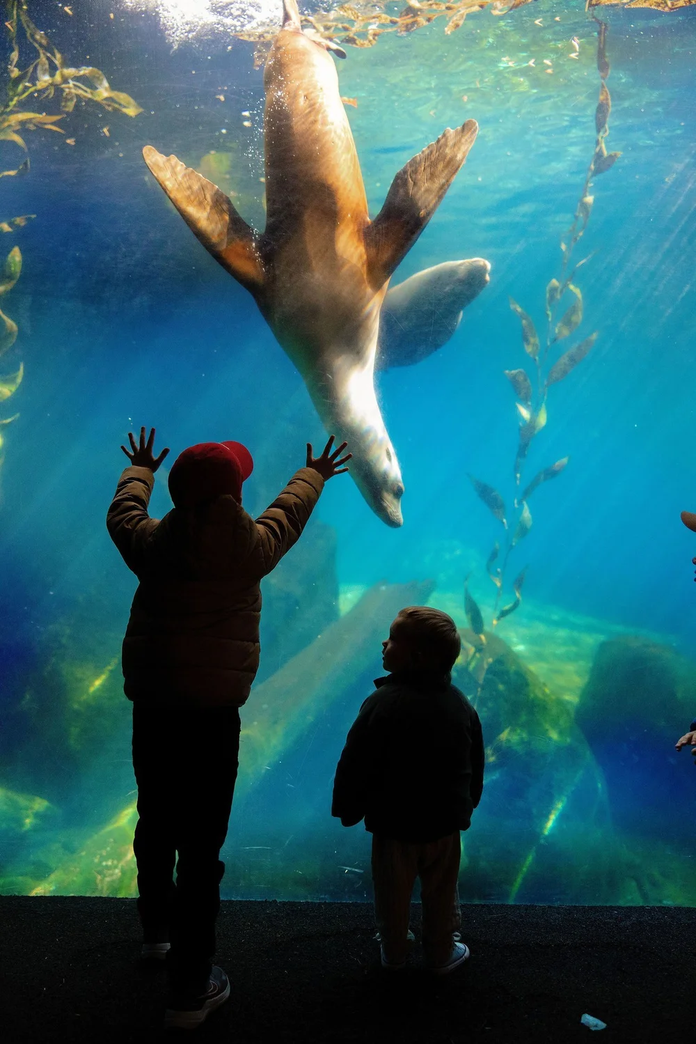 Washington DC family sea lion exhibit
