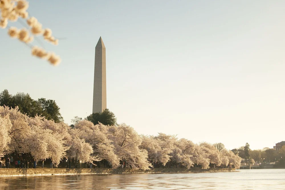 Washington DC cherry blossoms washington monument tidal basin