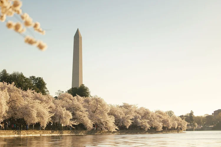 Cherry blossoms along the Tidal Basin with the Washington Monument, Washington, DC