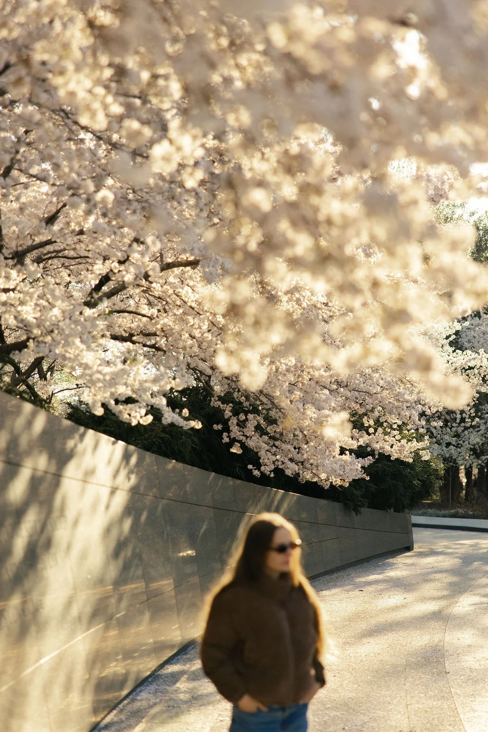 Washington DC cherry blossom walk tidal basin
