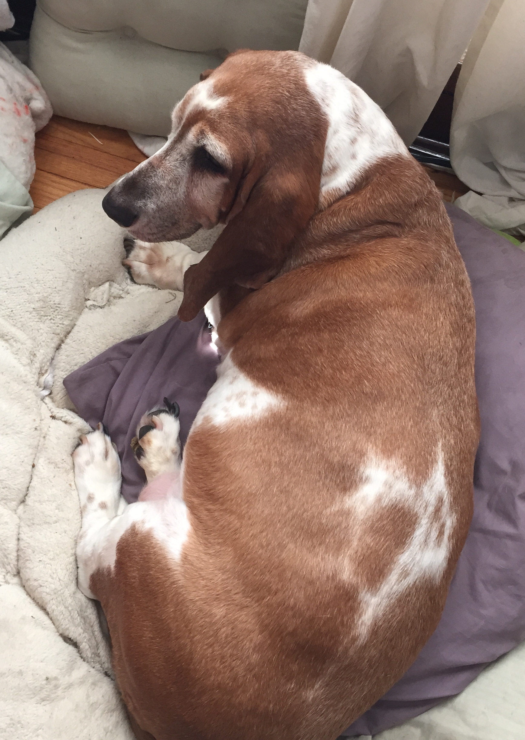 Mavis on her dog bed. Note the extra pillows.