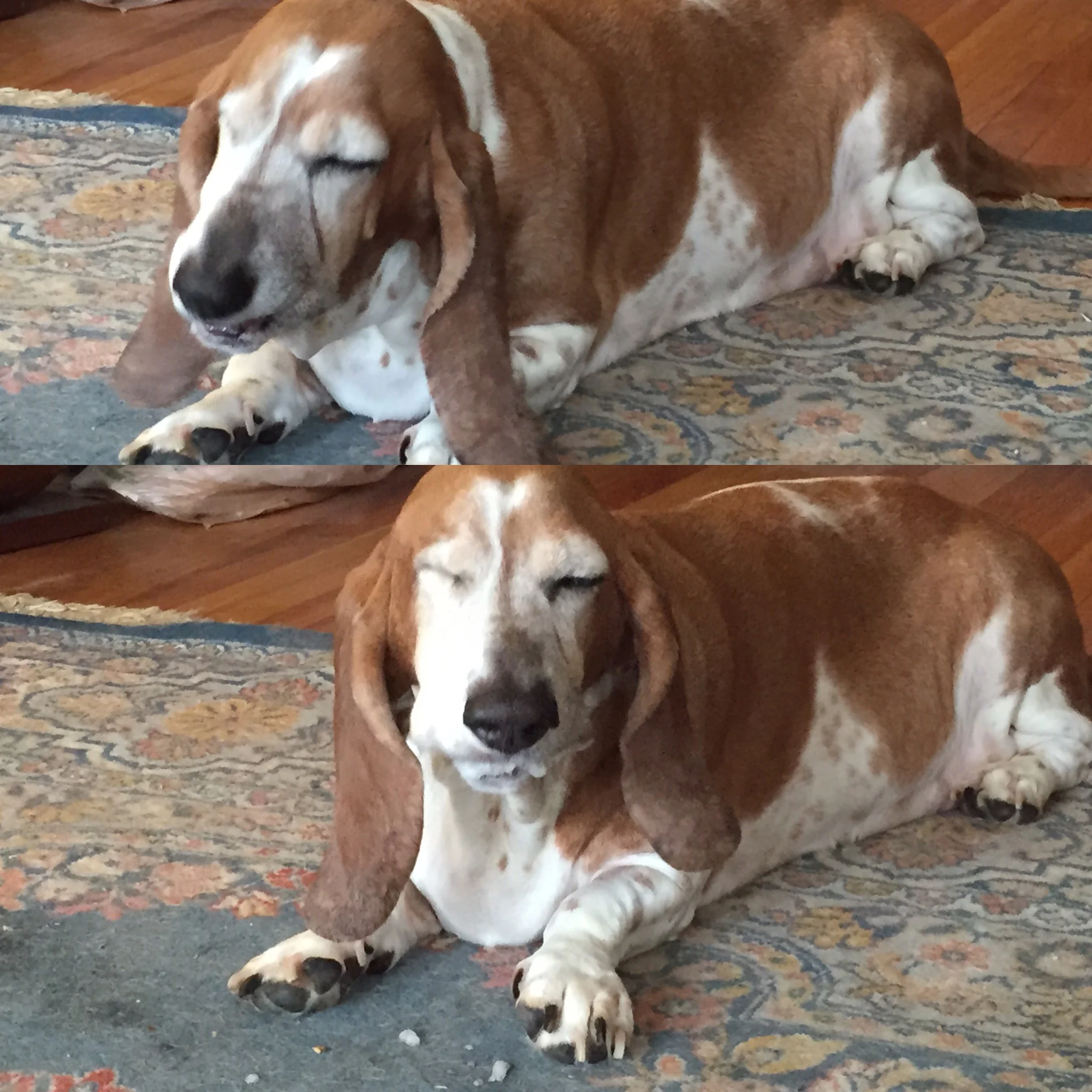 Mavis slobbers over a treat