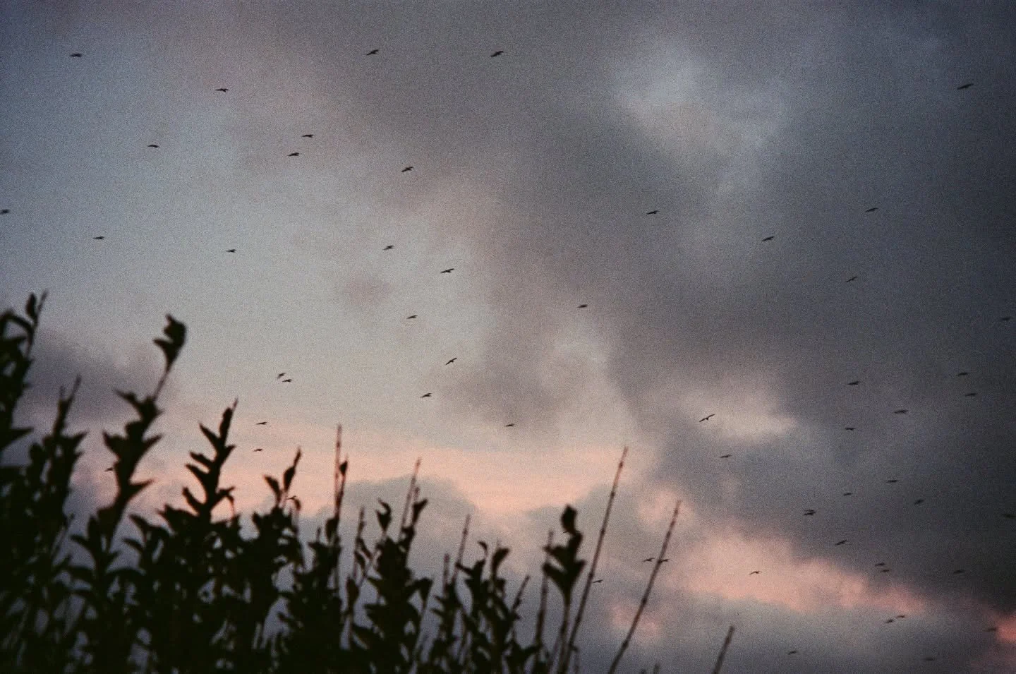 📸 developed 💜 dec25-mar26