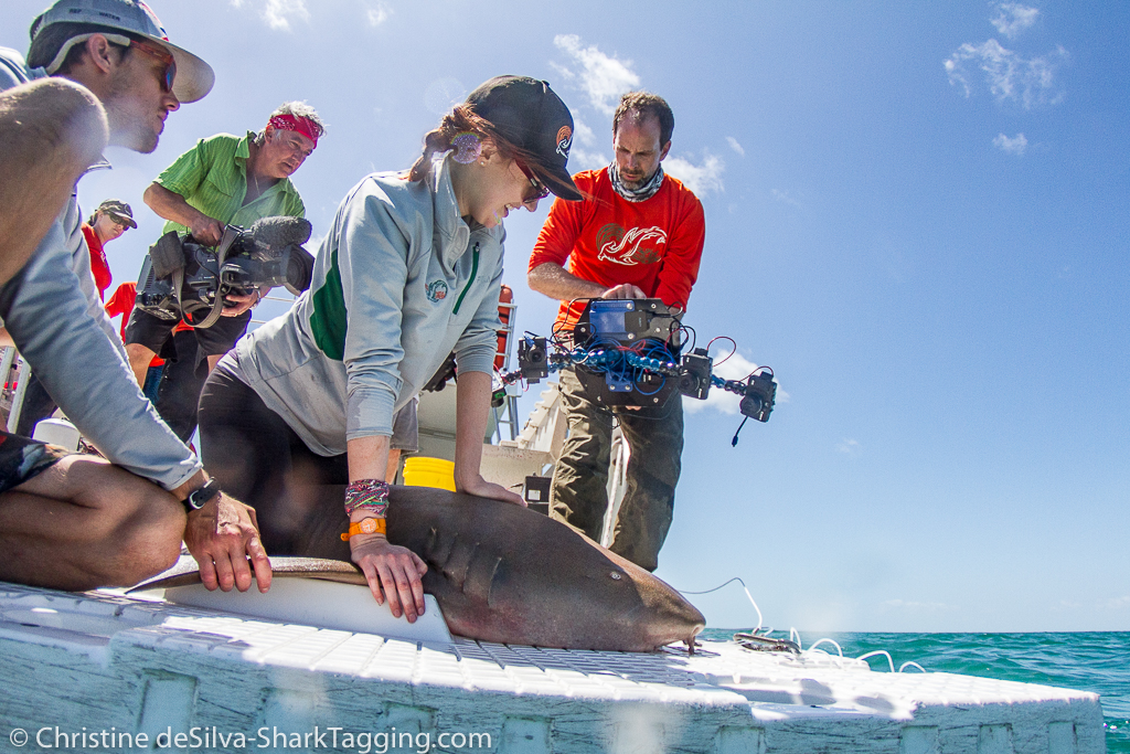 Dr. Duncan Irschick with the first generation of Beastcam Technology 3D scanning a shark