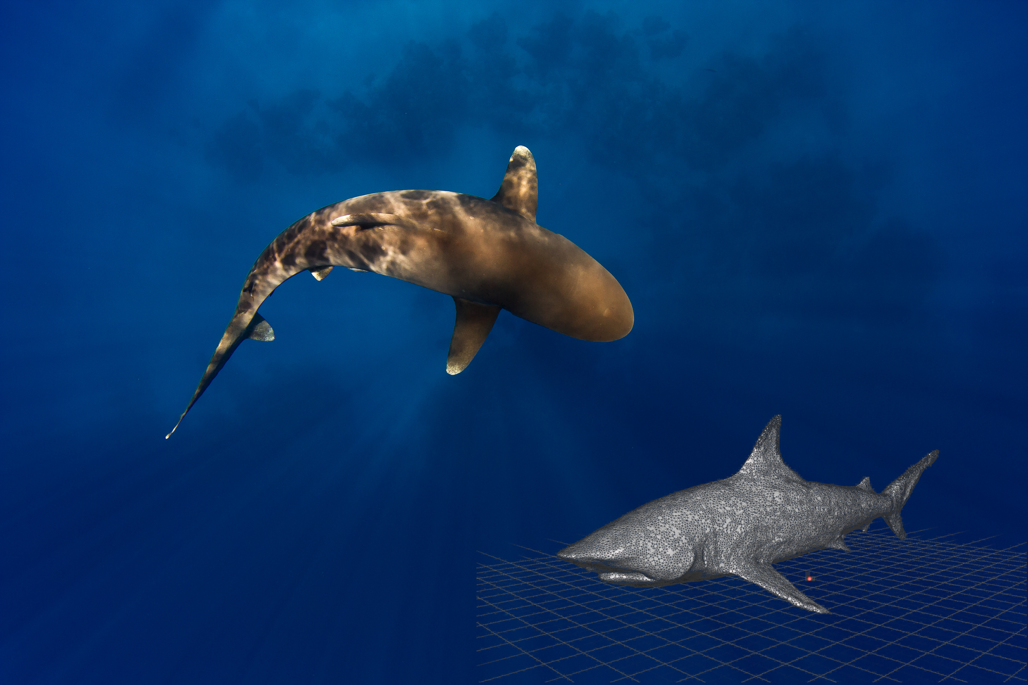 oceanic whitetip shark 2-2.png