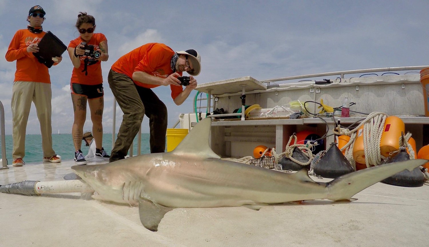 Dr. Duncan Irschick using a single camera to 3D scan a shark