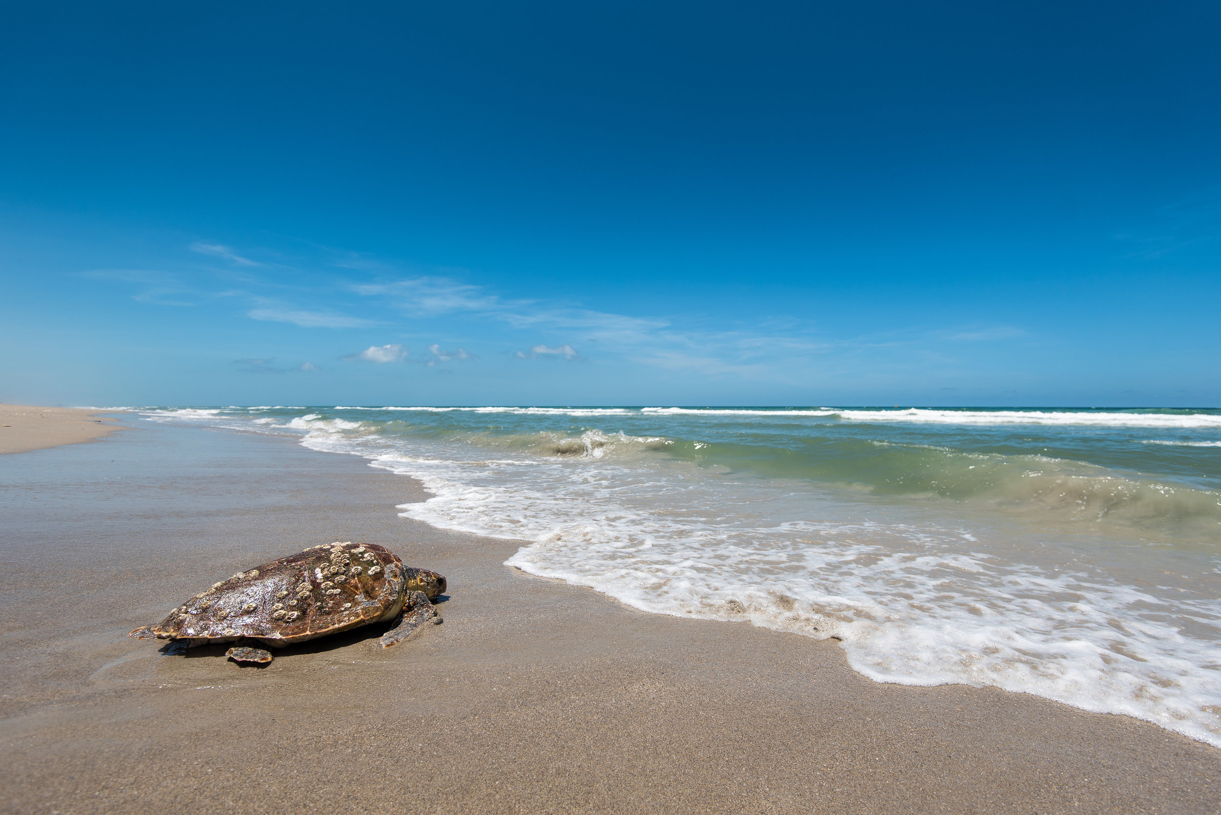 Loggerhead sea turtle on beach - Photographer Christine Shepard.jpg