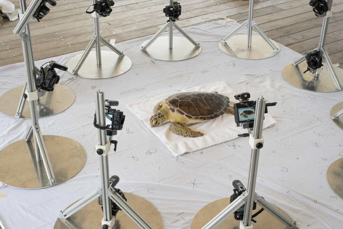 The Beastcam technology arranged around a green sea turtle. Photograph by Christine Shepard.