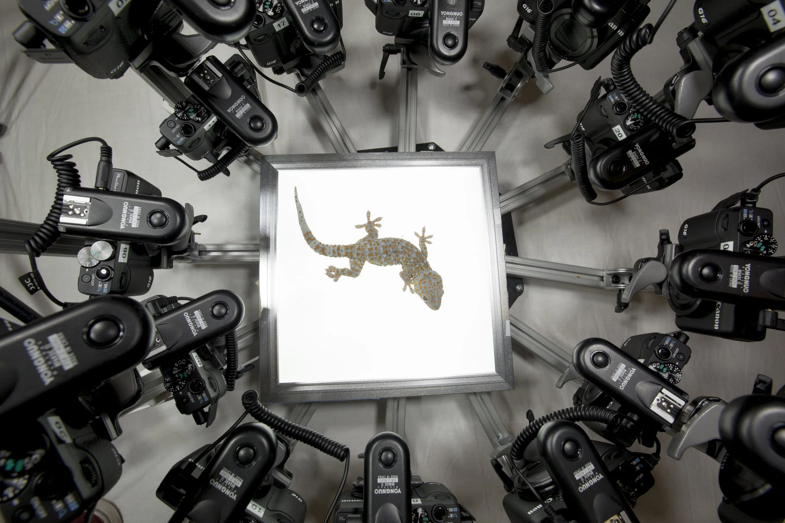 Beastcam MACRO with lizard.jpg
