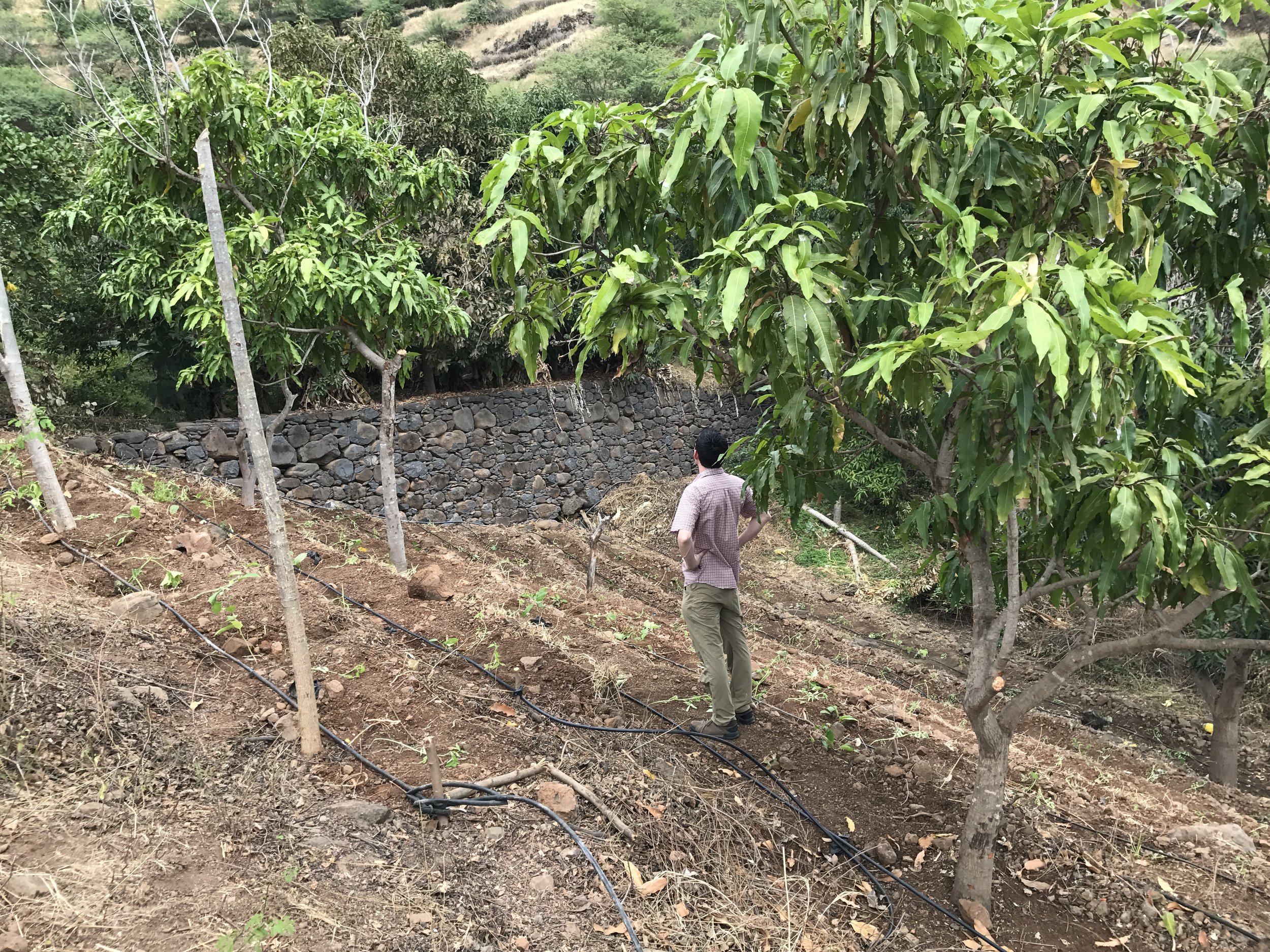 These are some of the 100 seedlings that are already in the ground and prepped with "gota-gota" drip lines. 