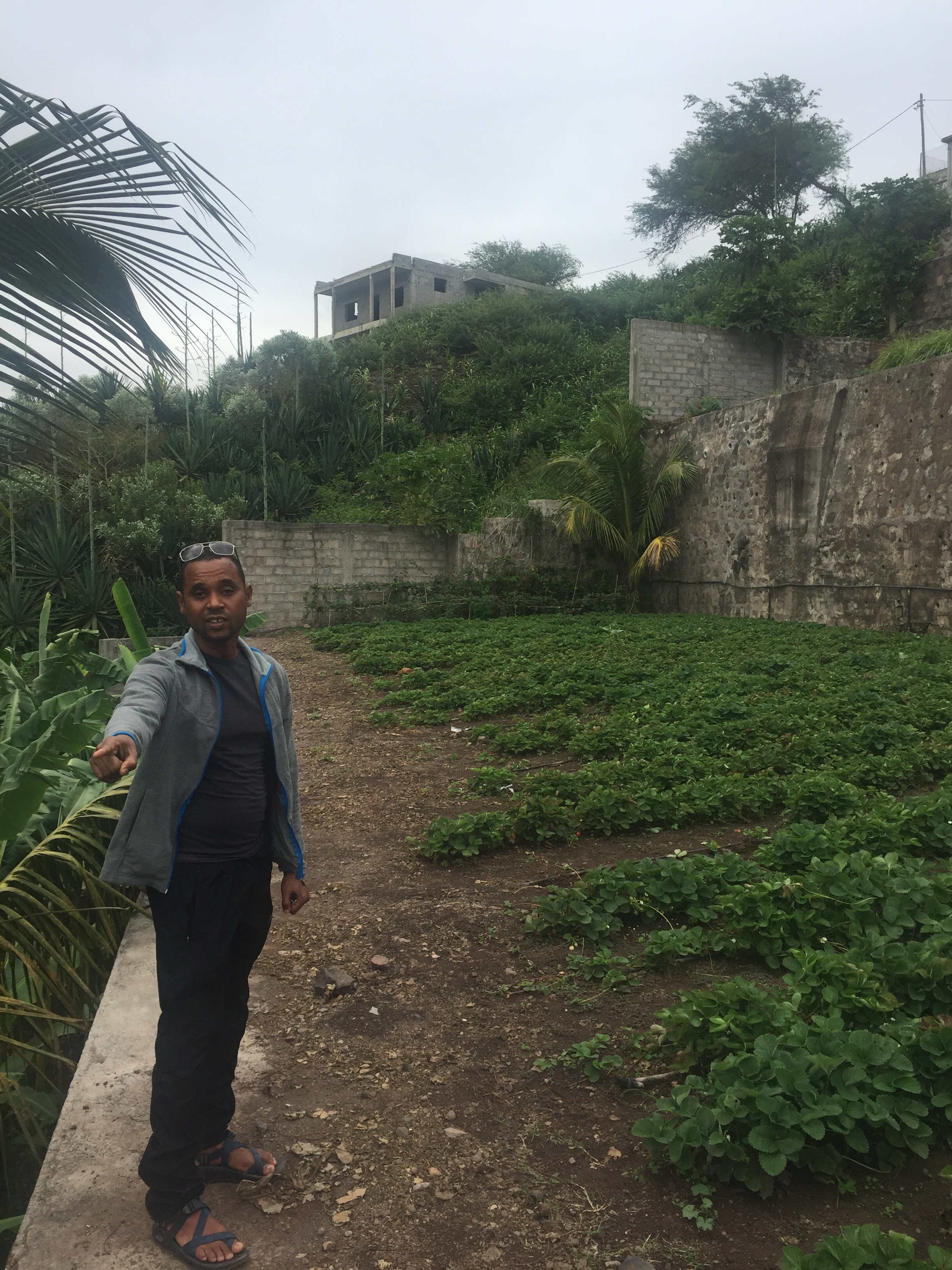 This guy, Gil Querido. Gil is a farmer, entrepreneur, and Kria partner. In addition to the strawberries pictured here, Gil grows papaya, mango, bananas, herbs, and, of course, passion fruit. He has a dog named Condoleeza Rice. You'd like him. 