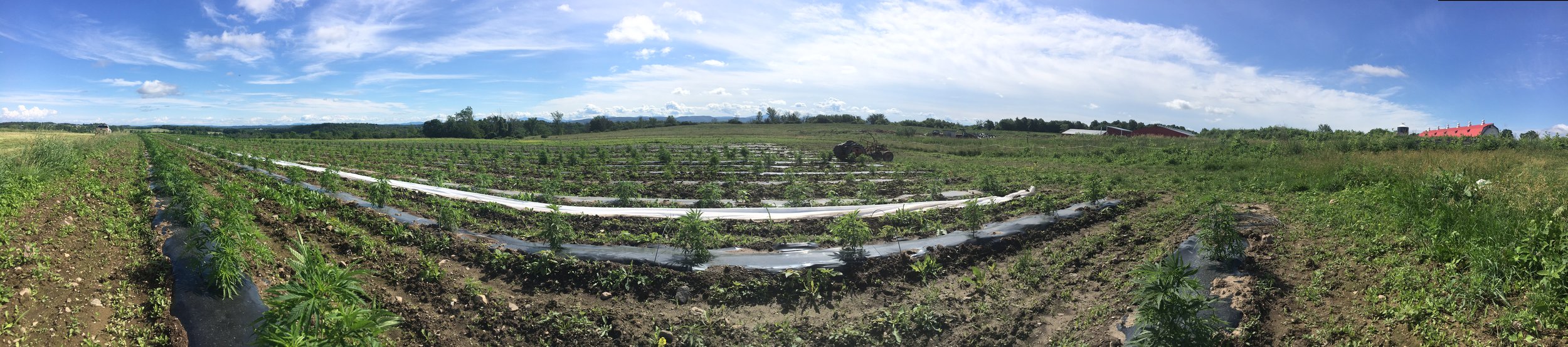 Lots and lots of hemp. Charlotte, Vermont. 