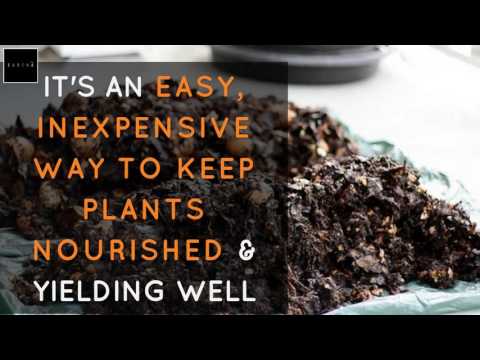 7 easy tips to grow a home garden this monsoon
