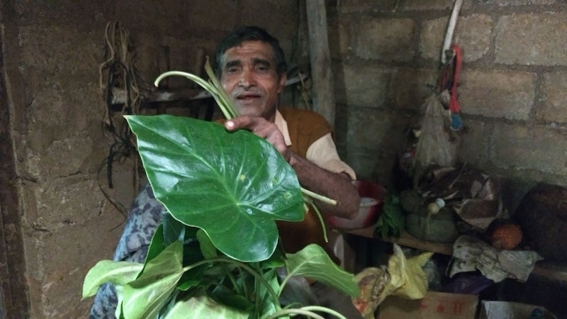  Thamaya displays freshly foraged taro leaves