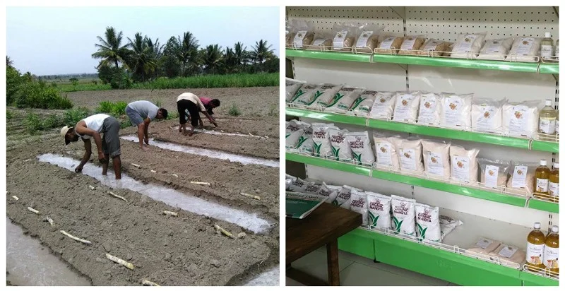 Left: Organic farming; Right: Organic produce at the Organic Mandya store Source: Facebook