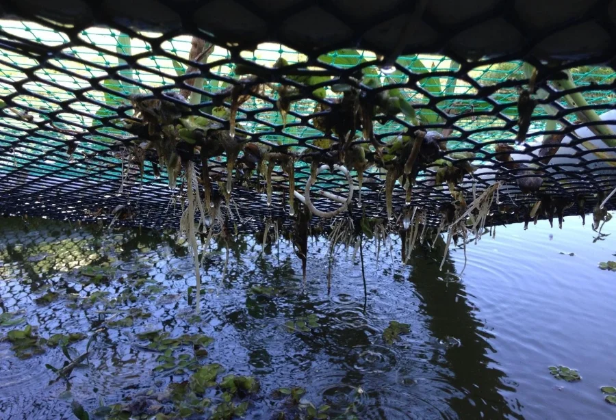 Filtration occurs through the root zones of plant species like vetiver and canna Image: Biome Environmental Solutions