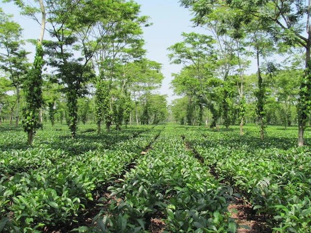 A suite of initiatives at Assam's Hathikuli Organic Tea Estate ensures biodiversity preservation, natural resource conservation and diversified income-generation opportuntiies for the local population/ Source
