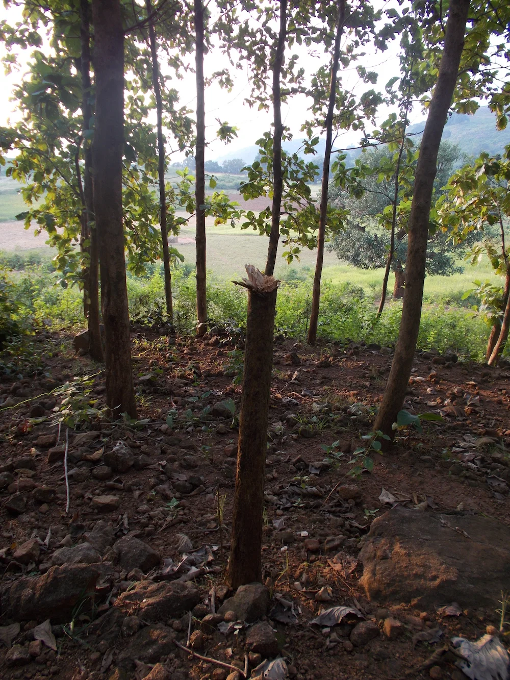 A cut tree in the compensated teak forest