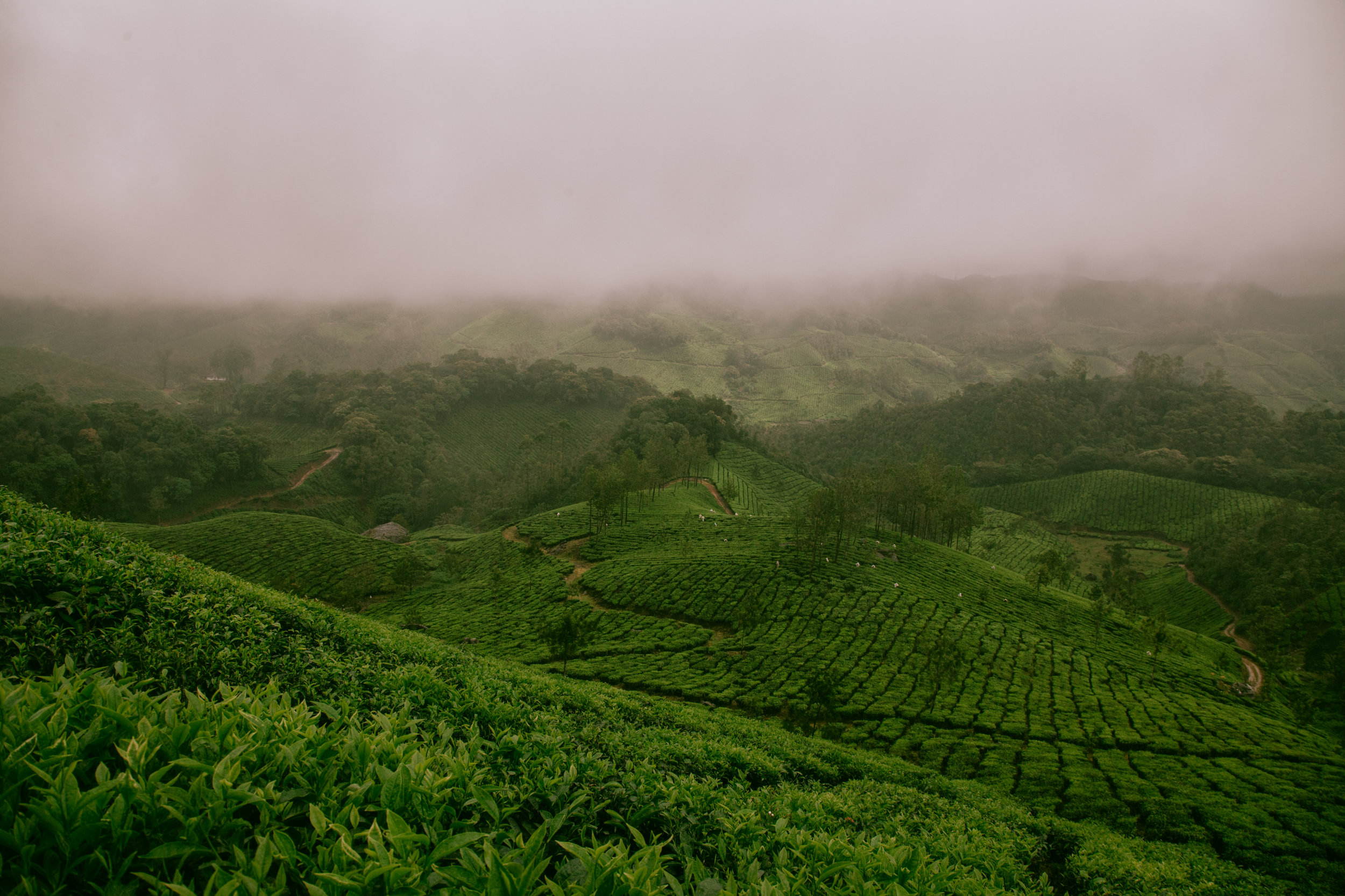 What Going Organic Means For Biodiversity Conservation And Human Wellbeing In Darjeeling's Tea Estates
