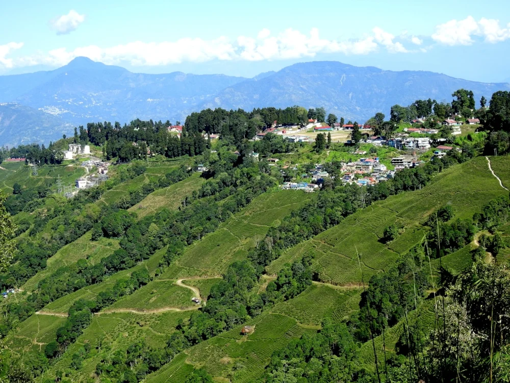 Darjeeling tea landscape