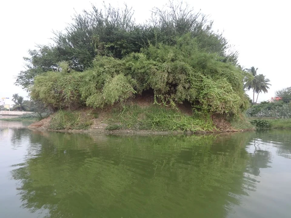 Trees planted on lake islands and slopes attract many birds. Source