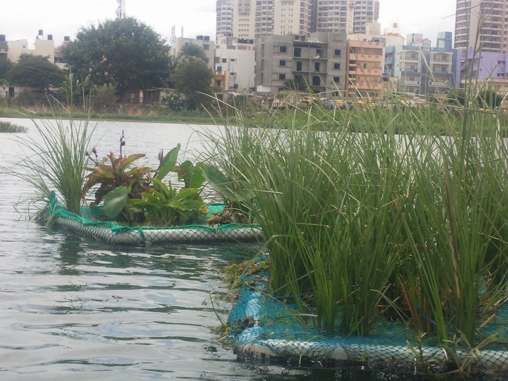 Artificial Floating Islands clean the lake