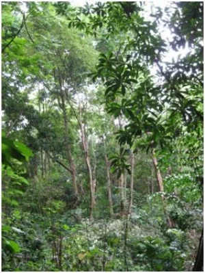 The mini-forest