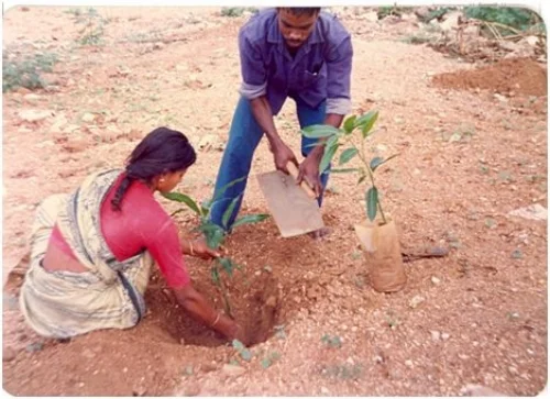 The terrain on which the mini-forest was raised. (Photo: Dr T V Ramachandra)