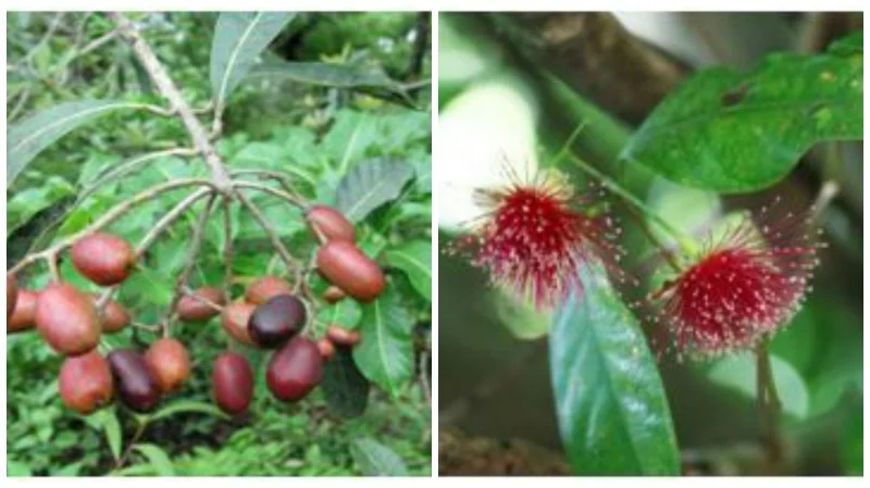 (Left) Holigarna arnottiana Hook. f. and (right) Syzygium laetum (Buch.-Ham.) Gandhi (Photo: Dr T V Ramachandra)
