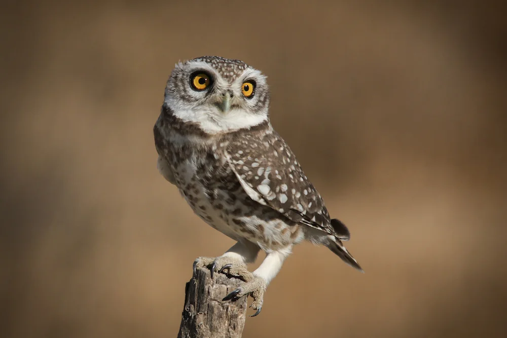 It is a common practice to sacrifice owls during Diwali, threatening their population across the country. Flickr CC/ Peter Steward