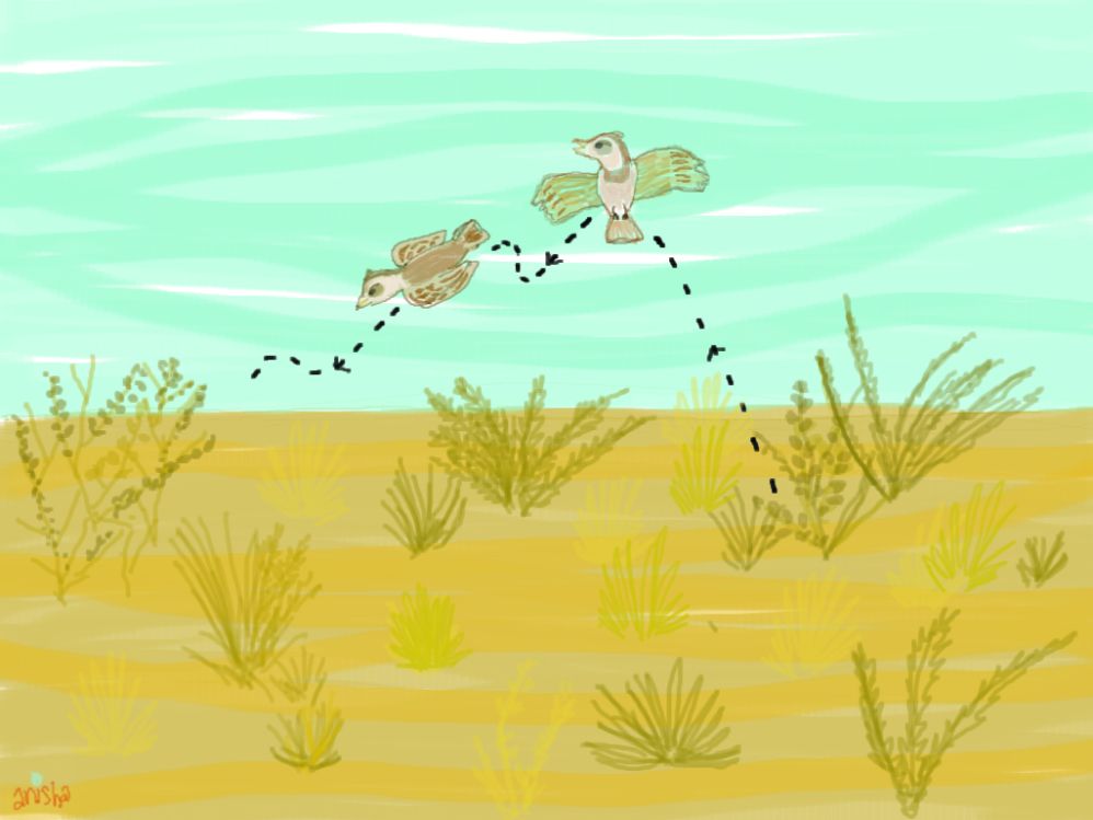 Mating display of a Bengal bush lark