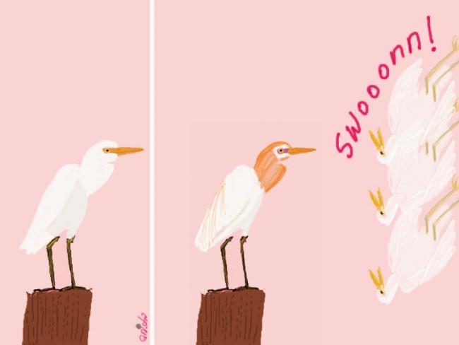 A cattle egret before and after it sports its breeding plumage