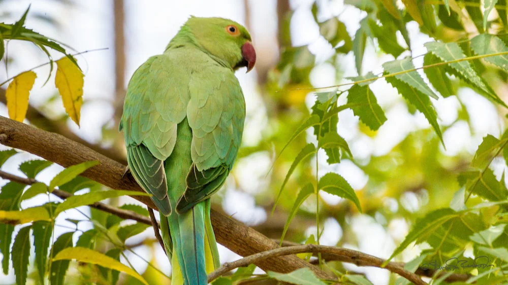 A rose-ringed parakeet on a neem tree. Image: Flickr CC/ Steven dos Remedios