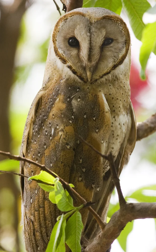 A barn owl is quite commonly spotted in human habitation. Source