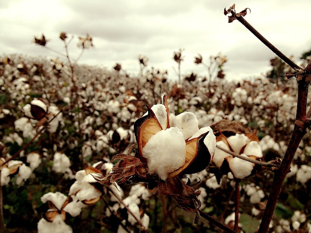 Close to 300,000 Indian cotton farmers have committed suicide since 1997 owing to expensive GM seeds and chemicals, forcing them into a cycle of debt.