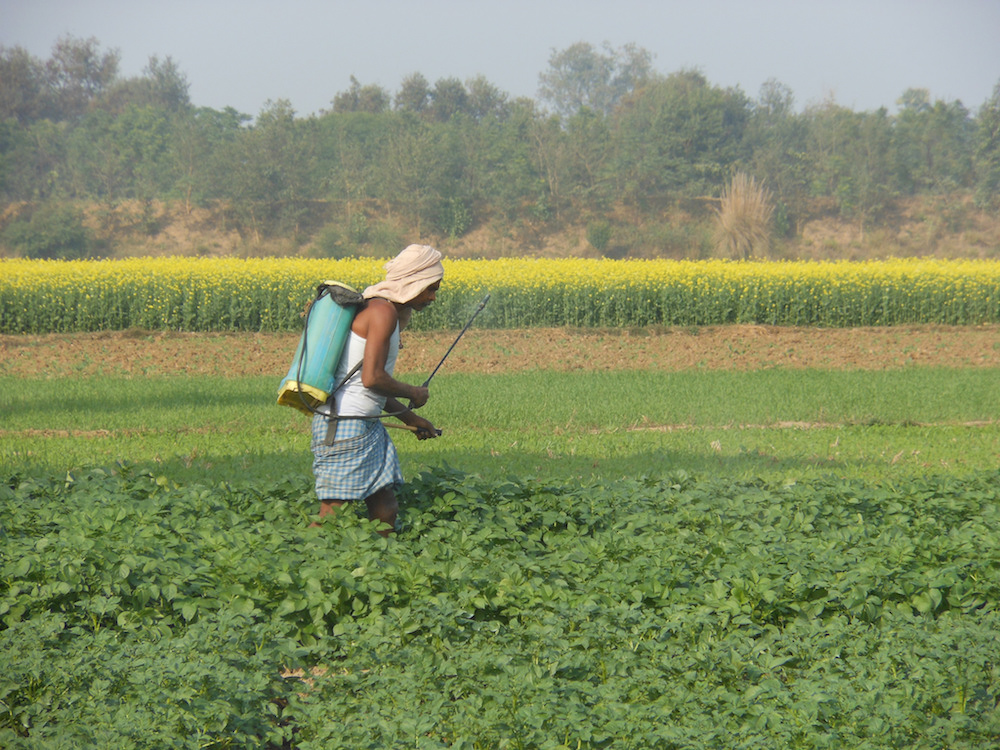 An unprotected farmer sprays pesticides on his farm. Image: Flickr CC/ IFPRI Images