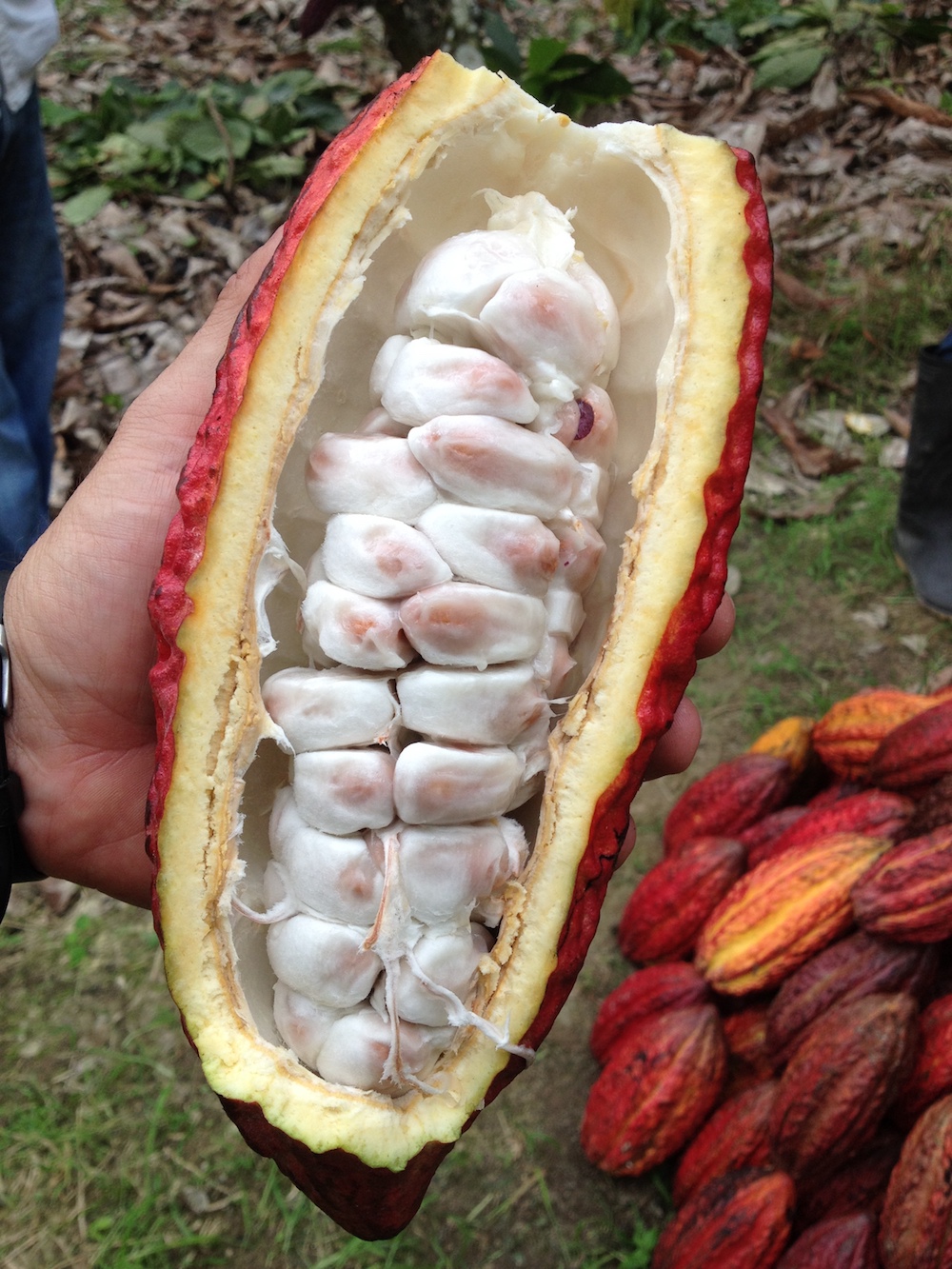 Cacao pod (CCN-51). Image credit Simran Sethi
