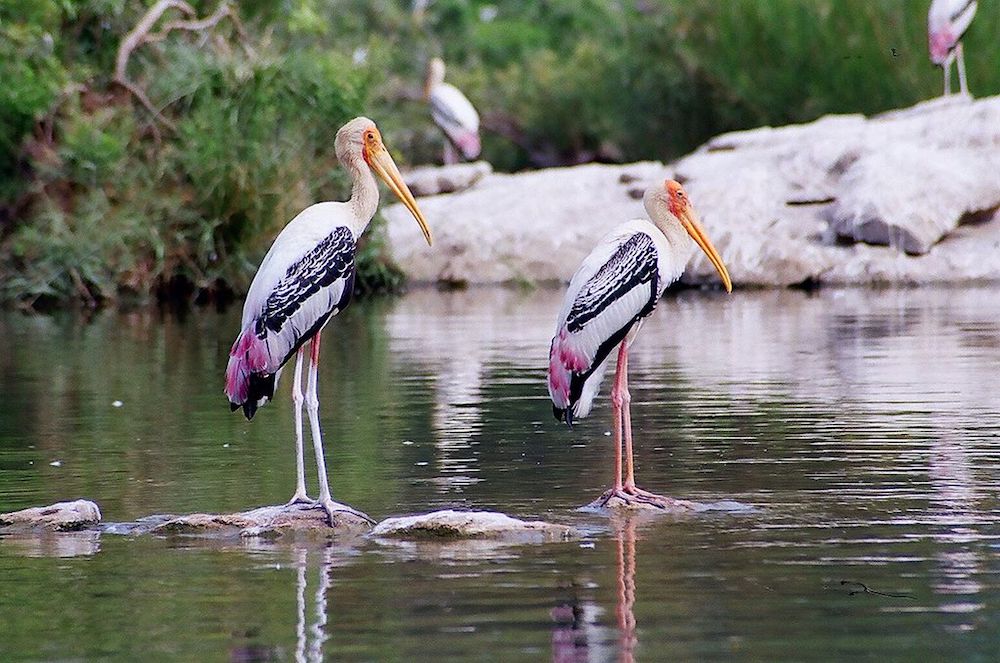 Painted storks at Ameenpur Lake Image: Wikimedia Commons