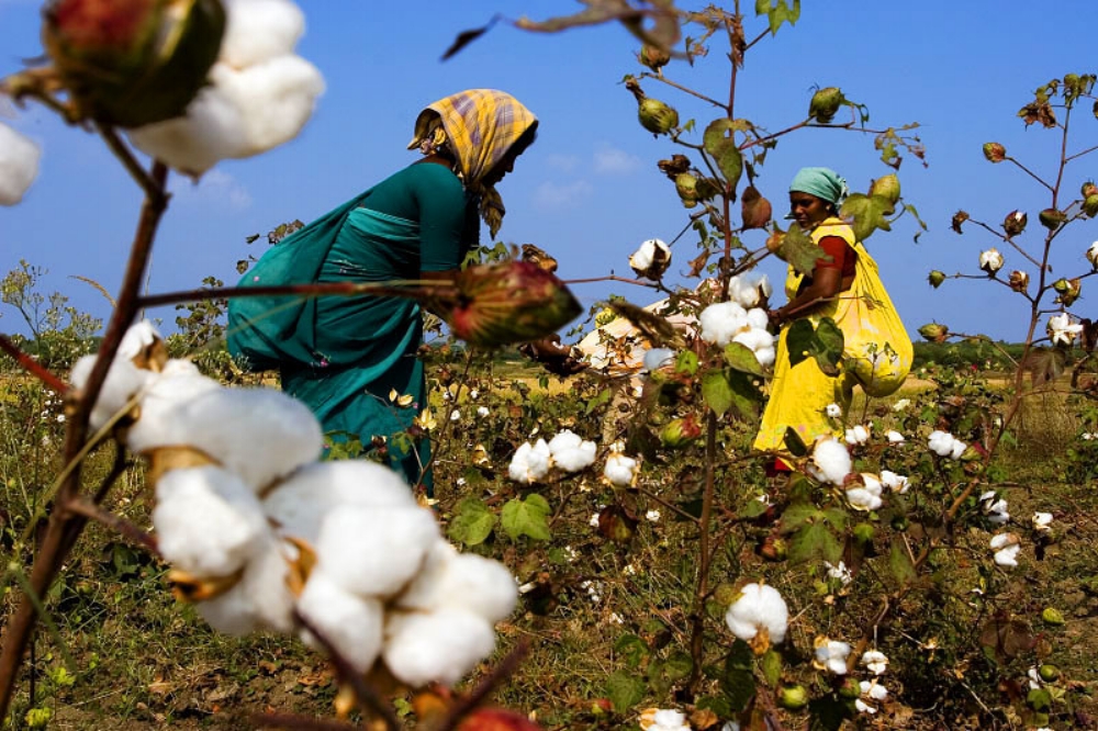 Bt cotton was far from the 'miracle crop' it was touted to be. Source