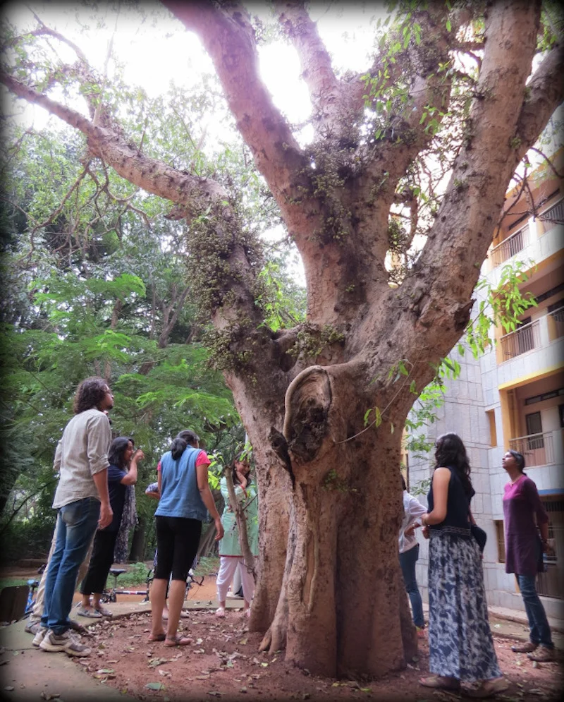 On a fig tree walk with Vignesh Venkateswaran Source