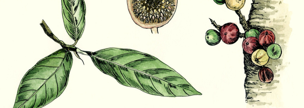 Ficus racemosa Source