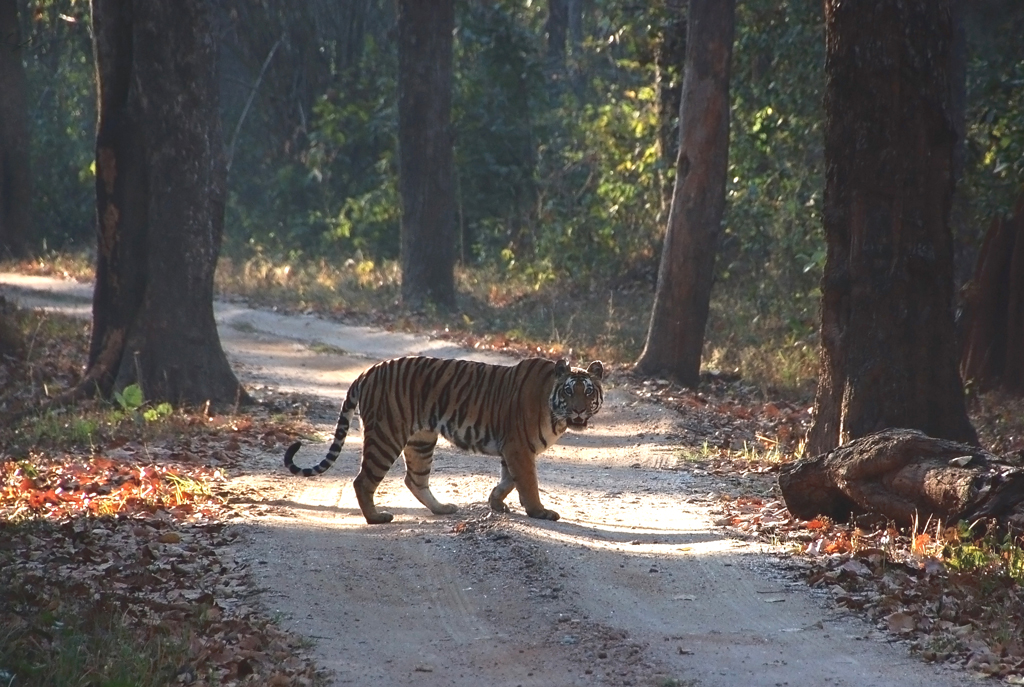 Into The Wild: An NGO Partners With Children Of The Forest To Save India’s Tigers
