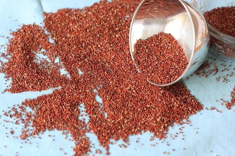 ragi_2.jpg