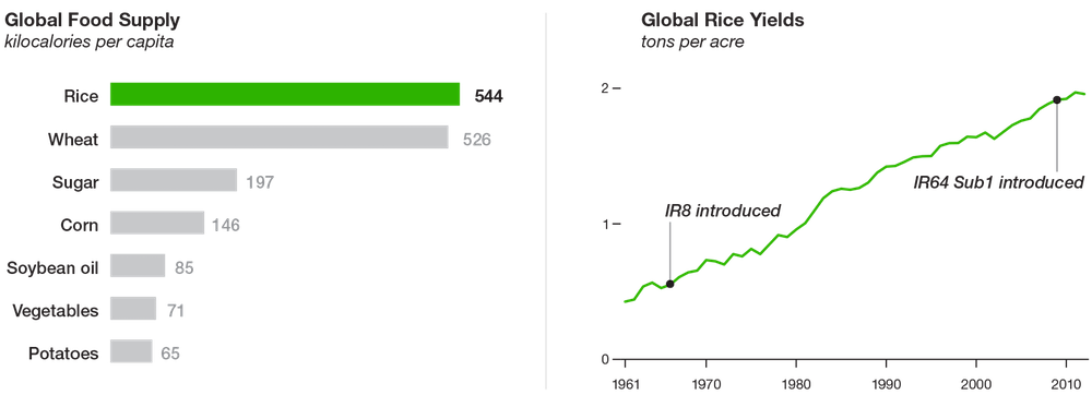 Rice is now the crop that provides more energy per capita than any other crop in the world Source