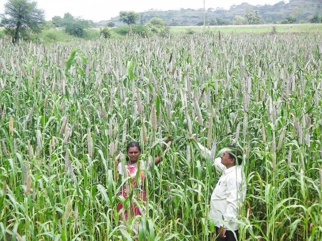 Happy Roots works with farmers in Maharashtra to promote indigenous grains and value added products. Image: Facebook/ Happy Roots