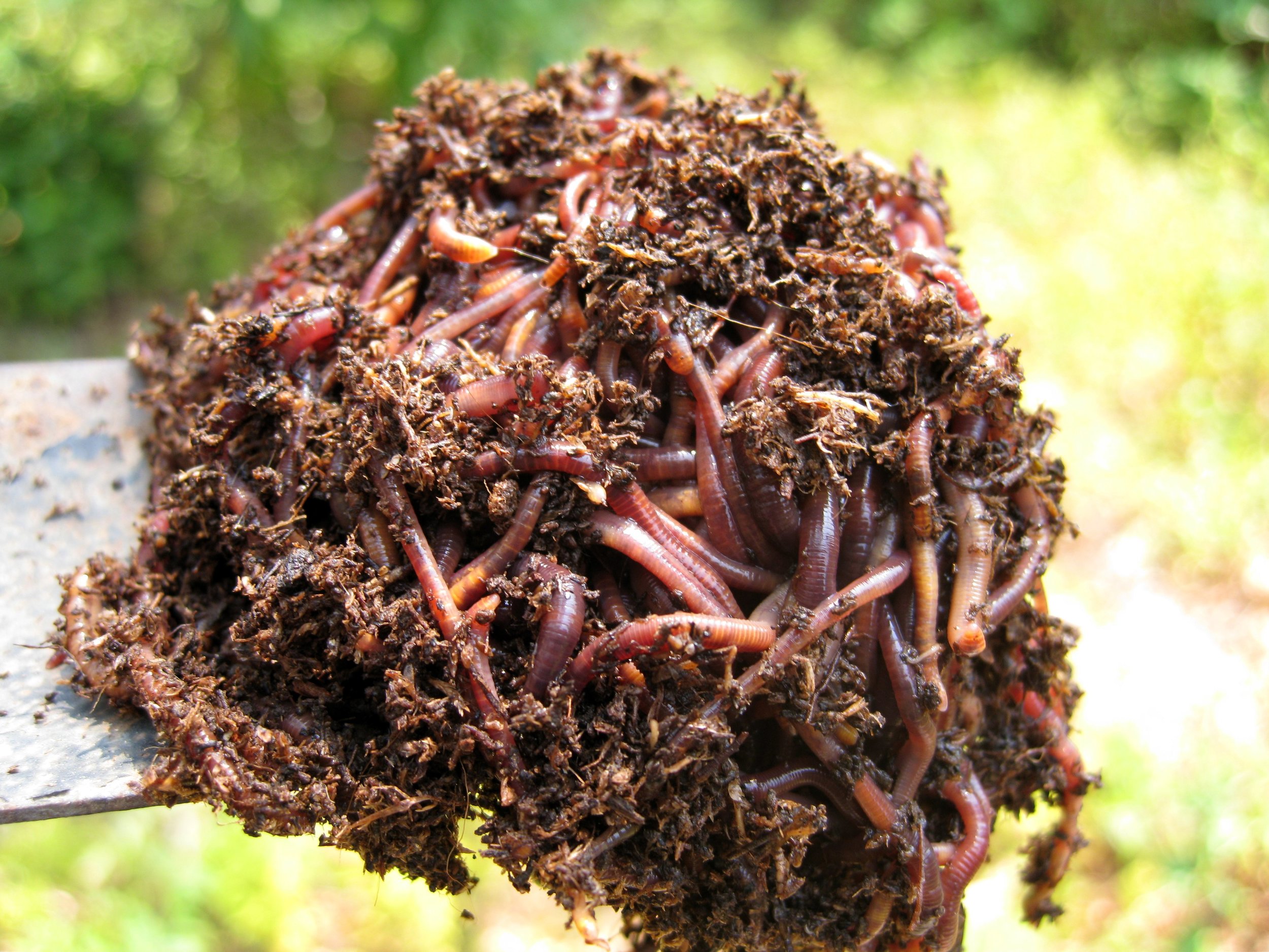 Earthworms Are More Important Than Tigers When It Comes To Saving The Planet